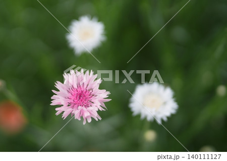 ヤグルマギクの花 ヤグルマギクの花 140111127
