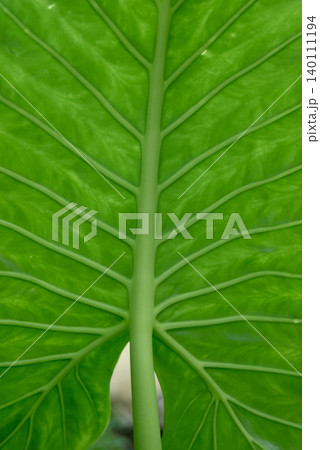 closeup of alocasia leaf texture 140111194