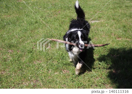 Close-up portrait of a fluffy black and white border collie dog lying down on the green grass, panting and looking at the camera with a happy expression during a bright day. Close-up portrait of a fluffy black and white border collie dog lying down on the green grass, panting and looking at the camera with a happy expression during a bright day. 140111316