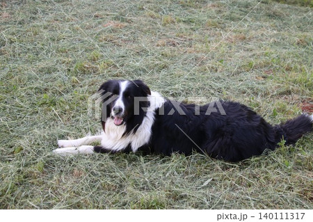 Close-up portrait of a fluffy black and white border collie dog lying down on the green grass, panting and looking at the camera with a happy expression during a bright day. 140111317