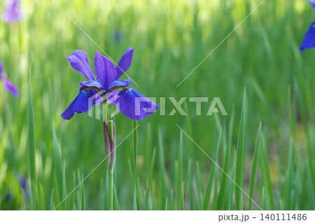 美しいあやめの花 140111486
