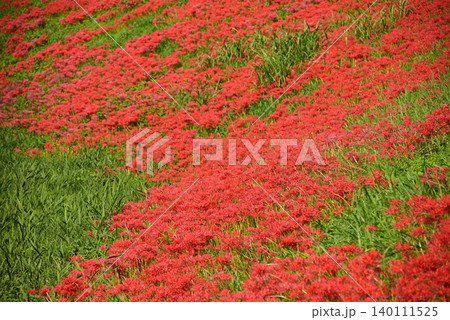 斜面一面を真っ赤に埋め尽くす彼岸花(曼珠沙華)の鮮やかな絨毯 斜面一面を真っ赤に埋め尽くす彼岸花(曼珠沙華)の鮮やかな絨毯 140111525