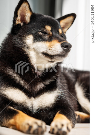 A portrait of a black Shiba Inu lying on a balcony close up. A portrait of a black Shiba Inu lying on a balcony close up. 140111904