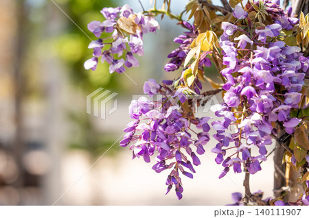 Purple wisteria flowers blooming in sunlight against blue sky background Purple wisteria flowers blooming in sunlight against blue sky background 140111907