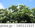 青空とイジュの花　沖縄県大宜味村 140111925