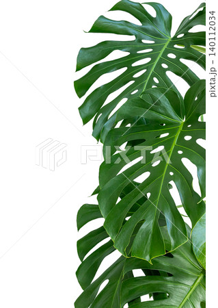 Monstera plant leaves with distinctive split patterns against a white background, showcasing vibrant green foliage and unique leaf shapes Monstera plant leaves with distinctive split patterns against a white background, showcasing vibrant green foliage and unique leaf shapes 140112034