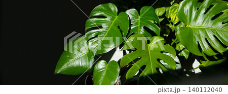 Large green Monstera leaves illuminated by sunlight, showcasing their unique split and perforated patterns against a dark background Large green Monstera leaves illuminated by sunlight, showcasing their unique split and perforated patterns against a dark background 140112040