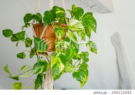 Green pothos plant in a woven hanging basket, suspended from the ceiling against a light-colored wall in a modern interior setting Green pothos plant in a woven hanging basket, suspended from the ceiling against a light-colored wall in a modern interior setting 140112042