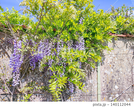 Wisteria flowers in full bloom cascading over a weathered stone wall, vibrant green leaves contrasting against a clear blue sky Wisteria flowers in full bloom cascading over a weathered stone wall, vibrant green leaves contrasting against a clear blue sky 140112044