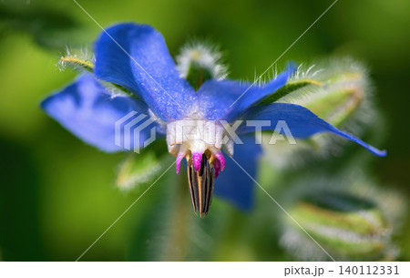 blue blossom of a borage plant 140112331