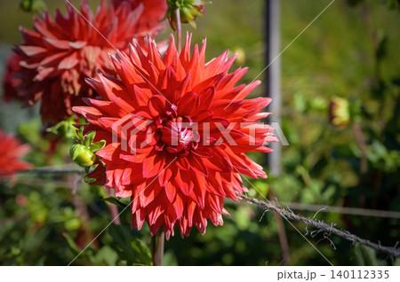 red blossom of a dahlia red blossom of a dahlia 140112335
