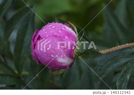Pink Peony Flower Bud Covered in Raindrops Close Up Pink Peony Flower Bud Covered in Raindrops Close Up 140112342