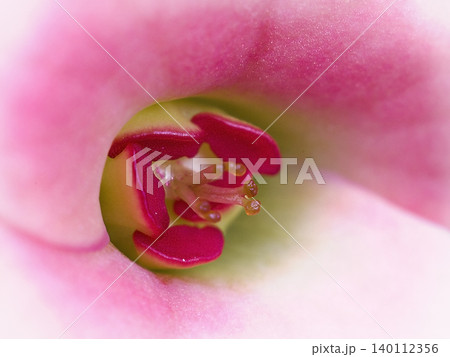 blossom of a red Christ's thorn blossom of a red Christ's thorn 140112356