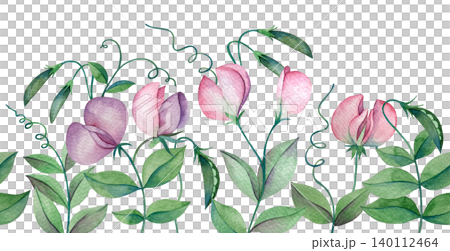 Sweet pea watercolor illustration. Seamless border of flowers and leaves. Sweet pea watercolor illustration. Seamless border of flowers and leaves. 140112464