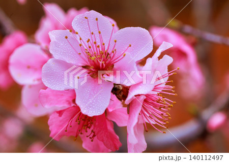 Delicate pink peach flowers appear on branches, life to garden in spring season. 140112497