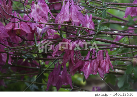 Pink Columbine Flowers with Raindrops in Spring Garden Pink Columbine Flowers with Raindrops in Spring Garden 140112510