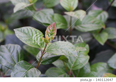 Cotoneaster lucidus Hedge Plant with Green Leaves Cotoneaster lucidus Hedge Plant with Green Leaves 140112647