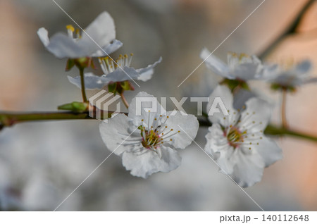 Spring Blossoming Cherry or Plum Flowers Spring Blossoming Cherry or Plum Flowers 140112648