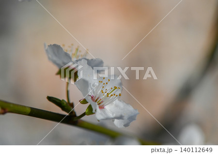 Cherry or Plum Blossoms in Spring Cherry or Plum Blossoms in Spring 140112649