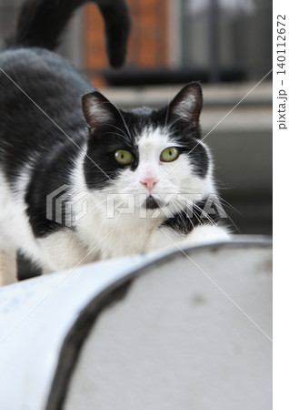 White and Black Spotted Cat Sitting on Car Roof White and Black Spotted Cat Sitting on Car Roof 140112672