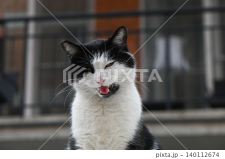 White Cat with Black Spots Perched on Car Roof 140112674