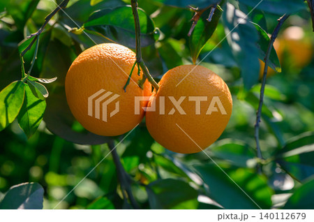 Fresh and vibrant oranges hanging on a sunlit tree branch in a lush garden during the afternoon 140112679