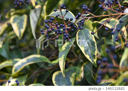 Ligustrum Lucidum Glossy Leaves Shrub Detail Ligustrum Lucidum Glossy Leaves Shrub Detail 140112682