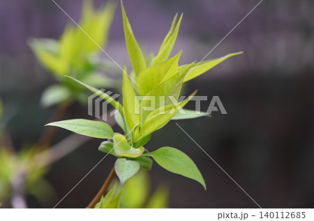 Syringa Vulgaris Young Shoots in Early Spring Syringa Vulgaris Young Shoots in Early Spring 140112685