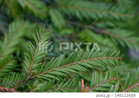 Sequoia Sempervirens Evergreen Needles Close Up Sequoia Sempervirens Evergreen Needles Close Up 140112689