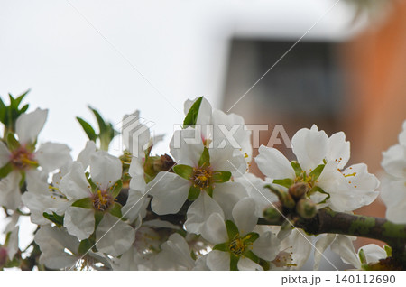 Almond Tree Blossoms Early Spring Flowers 140112690