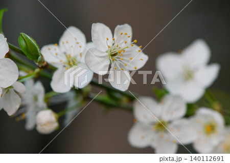 Prunus Cerasus Blossoms Common Cherry Flowers 140112691