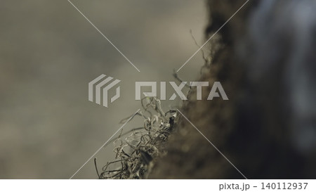 Burned Root Shows Fresh Regrowth. Resilient Plant Emerges From Burned Roots With Delicate Moss Filaments. Stock Clip Burned Root Shows Fresh Regrowth. Resilient Plant Emerges From Burned Roots With Delicate Moss Filaments. Stock Clip 140112937