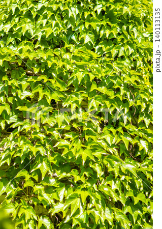 Lush green ivy leaves covering a sunlit wall creating a vibrant natural textured background 140113135