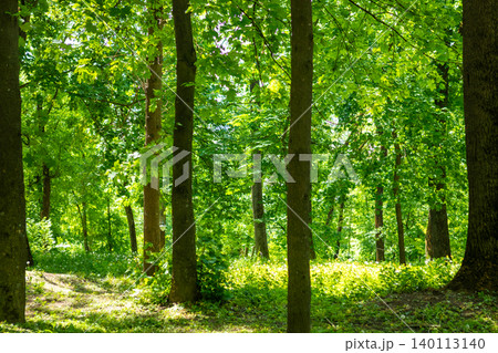 Sunlit green forest with tall trees and leafy canopy in a peaceful summer park setting Sunlit green forest with tall trees and leafy canopy in a peaceful summer park setting 140113140