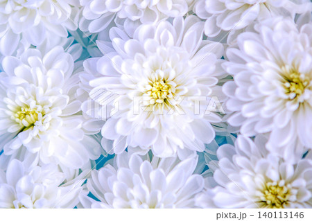 White chrysanthemum close-up with delicate petals in a soft floral arrangement for wedding decor White chrysanthemum close-up with delicate petals in a soft floral arrangement for wedding decor 140113146