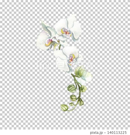 White orchid branch. Delicate pastel flowers and green buds for wedding invitations. Hand drawn watercolor illustration, isolated. Botanical clip art for greeting cards, cosmetic labels and posters 140113225
