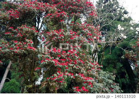 Vibrant Red Rhododendrons Blooming in the Himalayan Spring Forest Vibrant Red Rhododendrons Blooming in the Himalayan Spring Forest 140113310