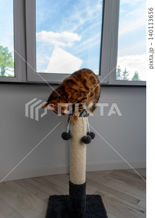 Vertical photo of cat scratching and playing with scratching post at home Vertical photo of cat scratching and playing with scratching post at home 140113656