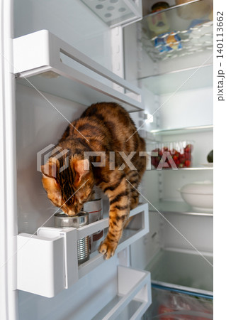 Vertical photo of cat inside refrigerator eating treats at home Vertical photo of cat inside refrigerator eating treats at home 140113662