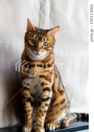 Bengal cat sitting on windowsill looking outside in natural light Bengal cat sitting on windowsill looking outside in natural light 140113668