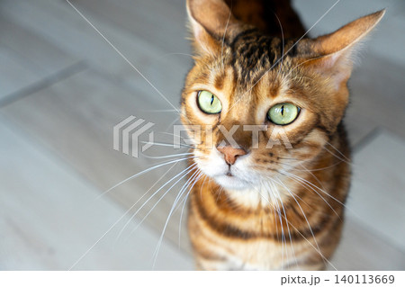 Close-up portrait of a Bengal cat face with spotted fur and green eyes Close-up portrait of a Bengal cat face with spotted fur and green eyes 140113669