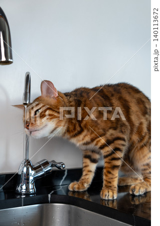 Vertical photo of Bengal cat drinking running water from kitchen faucet Vertical photo of Bengal cat drinking running water from kitchen faucet 140113672