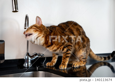 Bengal cat drinking water from kitchen faucet at home Bengal cat drinking water from kitchen faucet at home 140113674