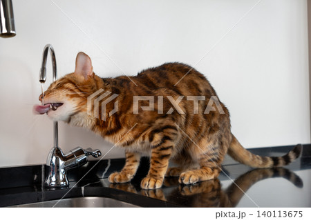 Bengal cat drinking water from kitchen faucet at home Bengal cat drinking water from kitchen faucet at home 140113675