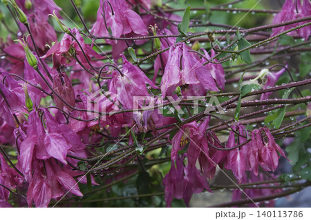 Soft Pink Columbine Blossoms Covered in Raindrops Soft Pink Columbine Blossoms Covered in Raindrops 140113786