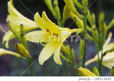 Yellow Daylily Flower with Raindrops in Spring Garden 140113838