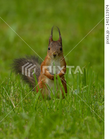 Sciurus vulgaris, sitting in grass 140113974
