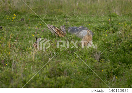 Lepus. Wild European brown hare Lepus. Wild European brown hare 140113983