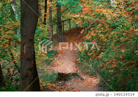 Peaceful autumn forest path covered with fallen leaves and vibrant foliage Peaceful autumn forest path covered with fallen leaves and vibrant foliage 140114314