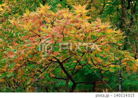 Vibrant autumn foliage tree in a city park square with warm yellow and orange hues 140114315